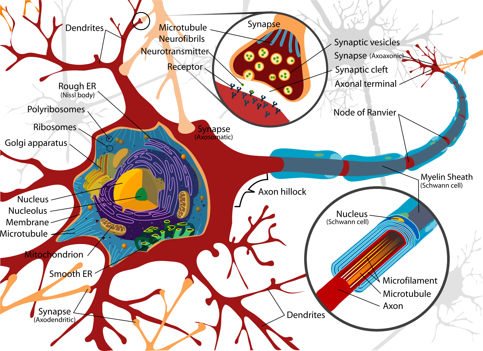 Neuron anatomy