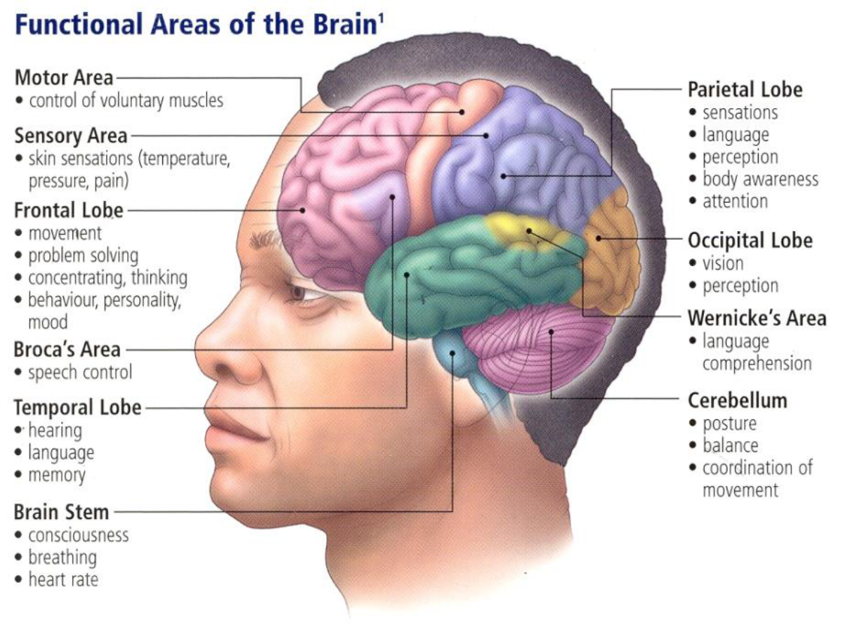 Functional areas